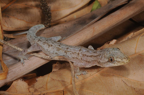 Asian House Gecko, Hemidactylus frenatus, Sea snake, damage mitigation permit training, venom, Australian flora & fauna, Australian photographer, venomous snake, Scott Eipper, Tyese Eipper, Tie Eipper, Australian author, Nature 4 You, wildlife demonstrator, reptile shows, herpetology, frogs of Australia, snakes of Australia, A guide to Australian snakes in captivity elapids & colubrids, dangerous creatures of Australia, lizards of Australia, snake book, lizard book, frog book, field guide, snake catcher, snake, python, elapid, colubrid, blindsnake, turtle, goanna, monitor lizard, skink, pygopod, legless lizard, gecko, dragon, lizard, herpetologist, snake training, reptile cards, conservation, reptile, amphibian, frog, reptile stickers, reptile breeder Queensland, crocodile, reptile birthday party, reptile book, reptile tote bags, reptile fridge magnet, snake shows, frog fridge magnet, wildlife photography, reptile signs, reptile gift tags, reptile posters, hots, wildlife carer