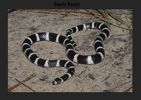 Bandy-bandy, Vermicella annulata, Sea snake, damage mitigation permit training, venom, Australian flora & fauna, Australian photographer, venomous snake, Scott Eipper, Tyese Eipper, Tie Eipper, Australian author, Nature 4 You, wildlife demonstrator, reptile shows, herpetology, frogs of Australia, snakes of Australia, A guide to Australian snakes in captivity elapids & colubrids, dangerous creatures of Australia, lizards of Australia, snake book, lizard book, frog book, field guide, snake catcher, snake, python, elapid, colubrid, blindsnake, turtle, goanna, monitor lizard, skink, pygopod, legless lizard, gecko, dragon, lizard, herpetologist, snake training, reptile cards, conservation, reptile, amphibian, frog, reptile stickers, reptile breeder Queensland, crocodile, reptile birthday party, reptile book, reptile tote bags, reptile fridge magnet, snake shows, frog fridge magnet, wildlife photography, reptile signs, reptile gift tags, reptile posters, hots, wildlife carer
