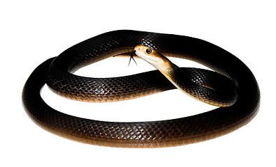 Coastal Taipan, Oxyuranus scutellatus scutellatus, Sea snake, damage mitigation permit training, venom, Australian flora & fauna, Australian photographer, venomous snake, Scott Eipper, Tyese Eipper, Tie Eipper, Australian author, Nature 4 You, wildlife demonstrator, reptile shows, herpetology, frogs of Australia, snakes of Australia, A guide to Australian snakes in captivity elapids & colubrids, dangerous creatures of Australia, lizards of Australia, snake book, lizard book, frog book, field guide, snake catcher, snake, python, elapid, colubrid, blindsnake, turtle, goanna, monitor lizard, skink, pygopod, legless lizard, gecko, dragon, lizard, herpetologist, snake training, reptile cards, conservation, reptile, amphibian, frog, reptile stickers, reptile breeder Queensland, crocodile, reptile birthday party, reptile book, reptile tote bags, reptile fridge magnet, snake shows, frog fridge magnet, wildlife photography, reptile signs, reptile gift tags, reptile posters, hots, wildlife