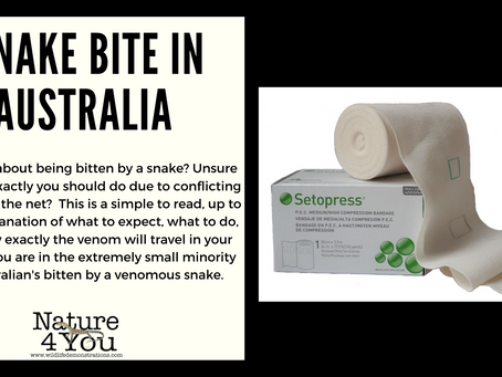What is the first aid treatment for snake bite?