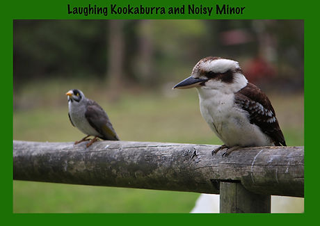 Nature 4 You, Kookabura, Noisy Minor, Sea snake, damage mitigation permit training, venom, Australian flora & fauna, Australian photographer, venomous snake, Scott Eipper, Tyese Eipper, Tie Eipper, Australian author, Nature 4 You, wildlife demonstrator, reptile shows, herpetology, frogs of Australia, snakes of Australia, A guide to Australian snakes in captivity elapids & colubrids, dangerous creatures of Australia, lizards of Australia, snake book, lizard book, frog book, field guide, snake catcher, snake, python, elapid, colubrid, blindsnake, turtle, goanna, monitor lizard, skink, pygopod, legless lizard, gecko, dragon, lizard, herpetologist, snake training, reptile cards, conservation, reptile, amphibian, frog, reptile stickers, reptile breeder Queensland, crocodile, reptile birthday party, reptile book, reptile tote bags, reptile fridge magnet, snake shows, frog fridge magnet, wildlife photography, reptile signs, reptile gift tags, reptile posters, hots, wildlife carer