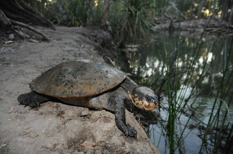 Gulf Snapping Turtle, Elseya lavarackorum, Sea snake, damage mitigation permit training, venom, Australian flora & fauna, Australian photographer, venomous snake, Scott Eipper, Tyese Eipper, Tie Eipper, Australian author, Nature 4 You, wildlife demonstrator, reptile shows, herpetology, frogs of Australia, snakes of Australia, A guide to Australian snakes in captivity elapids & colubrids, dangerous creatures of Australia, lizards of Australia, snake book, lizard book, frog book, field guide, snake catcher, snake, python, elapid, colubrid, blindsnake, turtle, goanna, monitor lizard, skink, pygopod, legless lizard, gecko, dragon, lizard, herpetologist, snake training, reptile cards, conservation, reptile, amphibian, frog, reptile stickers, reptile breeder Queensland, crocodile, reptile birthday party, reptile book, reptile tote bags, reptile fridge magnet, snake shows, frog fridge magnet, wildlife photography, reptile signs, reptile gift tags, reptile posters, hots, wildlife carer