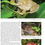 Thumbnail: Status and threats of Afrotropical amphibians