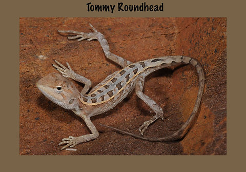 Tommy Roundhead, Diporiphora australis, Sea snake, damage mitigation permit training, venom, Australian flora & fauna, Australian photographer, venomous snake, Scott Eipper, Tyese Eipper, Tie Eipper, Australian author, Nature 4 You, wildlife demonstrator, reptile shows, herpetology, frogs of Australia, snakes of Australia, A guide to Australian snakes in captivity elapids & colubrids, dangerous creatures of Australia, lizards of Australia, snake book, lizard book, frog book, field guide, snake catcher, snake, python, elapid, colubrid, blindsnake, turtle, goanna, monitor lizard, skink, pygopod, legless lizard, gecko, dragon, lizard, herpetologist, snake training, reptile cards, conservation, reptile, amphibian, frog, reptile stickers, reptile breeder Queensland, crocodile, reptile birthday party, reptile book, reptile tote bags, reptile fridge magnet, snake shows, frog fridge magnet, wildlife photography, reptile signs, reptile gift tags, reptile posters, hots, wildlife carer