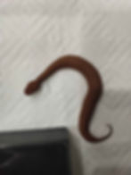 Pilbara Death Adder after a feed of feeder gudgeon