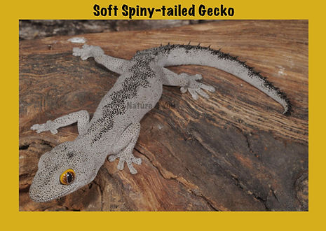 Soft Spiny-tailed Geko, Strophurus spinigerus, Sea snake, damage mitigation permit training, venom, Australian flora & fauna, Australian photographer, venomous snake, Scott Eipper, Tyese Eipper, Tie Eipper, Australian author, Nature 4 You, wildlife demonstrator, reptile shows, herpetology, frogs of Australia, snakes of Australia, A guide to Australian snakes in captivity elapids & colubrids, dangerous creatures of Australia, lizards of Australia, snake book, lizard book, frog book, field guide, snake catcher, snake, python, elapid, colubrid, blindsnake, turtle, goanna, monitor lizard, skink, pygopod, legless lizard, gecko, dragon, lizard, herpetologist, snake training, reptile cards, conservation, reptile, amphibian, frog, reptile stickers, reptile breeder Queensland, crocodile, reptile birthday party, reptile book, reptile tote bags, reptile fridge magnet, snake shows, frog fridge magnet, wildlife photography, reptile signs, reptile gift tags, reptile posters, hots, wildlife carer