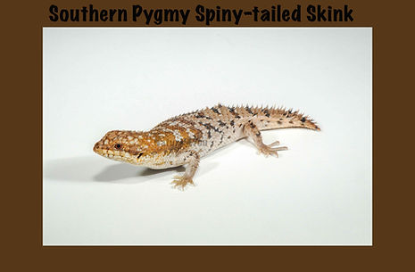 Southern Pygmy Spiny-tailed Skink, Egernia depressa, Sea snake, damage mitigation permit training, venom, Australian flora & fauna, Australian photographer, venomous snake, Scott Eipper, Tyese Eipper, Tie Eipper, Australian author, Nature 4 You, wildlife demonstrator, reptile shows, herpetology, frogs of Australia, snakes of Australia, A guide to Australian snakes in captivity elapids & colubrids, dangerous creatures of Australia, lizards of Australia, snake book, lizard book, frog book, field guide, snake catcher, snake, python, elapid, colubrid, blindsnake, turtle, goanna, monitor lizard, skink, pygopod, legless lizard, gecko, dragon, lizard, herpetologist, snake training, reptile cards, conservation, reptile, amphibian, frog, reptile stickers, reptile breeder Queensland, crocodile, reptile birthday party, reptile book, reptile tote bags, reptile fridge magnet, snake shows, frog fridge magnet, wildlife photography, reptile signs, reptile gift tags, reptile posters, hots, wildlife