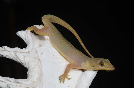 Fox Gecko, Hemidactylus garnotti, Sea snake, damage mitigation permit training, venom, Australian flora & fauna, Australian photographer, venomous snake, Scott Eipper, Tyese Eipper, Tie Eipper, Australian author, Nature 4 You, wildlife demonstrator, reptile shows, herpetology, frogs of Australia, snakes of Australia, A guide to Australian snakes in captivity elapids & colubrids, dangerous creatures of Australia, lizards of Australia, snake book, lizard book, frog book, field guide, snake catcher, snake, python, elapid, colubrid, blindsnake, turtle, goanna, monitor lizard, skink, pygopod, legless lizard, gecko, dragon, lizard, herpetologist, snake training, reptile cards, conservation, reptile, amphibian, frog, reptile stickers, reptile breeder Queensland, crocodile, reptile birthday party, reptile book, reptile tote bags, reptile fridge magnet, snake shows, frog fridge magnet, wildlife photography, reptile signs, reptile gift tags, reptile posters, hots, wildlife carer