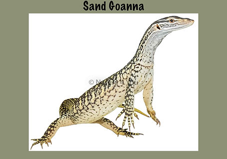 Sand goanna, Varanus gouldii, Sea snake, damage mitigation permit training, venom, Australian flora & fauna, Australian photographer, venomous snake, Scott Eipper, Tyese Eipper, Tie Eipper, Australian author, Nature 4 You, wildlife demonstrator, reptile shows, herpetology, frogs of Australia, snakes of Australia, A guide to Australian snakes in captivity elapids & colubrids, dangerous creatures of Australia, lizards of Australia, snake book, lizard book, frog book, field guide, snake catcher, snake, python, elapid, colubrid, blindsnake, turtle, goanna, monitor lizard, skink, pygopod, legless lizard, gecko, dragon, lizard, herpetologist, snake training, reptile cards, conservation, reptile, amphibian, frog, reptile stickers, reptile breeder Queensland, crocodile, reptile birthday party, reptile book, reptile tote bags, reptile fridge magnet, snake shows, frog fridge magnet, wildlife photography, reptile signs, reptile gift tags, reptile posters,  hots, wildlife carer