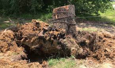 Tree Stump Pulling.jpg