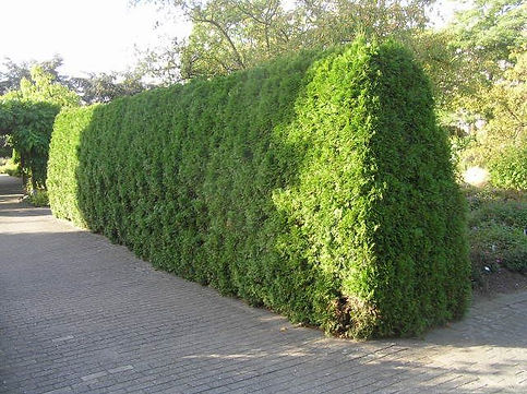 Okanagan Tree Services.jpg