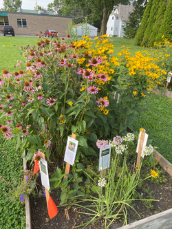 Prairie, flowers