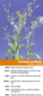 Perennial Sowthistle.jpg