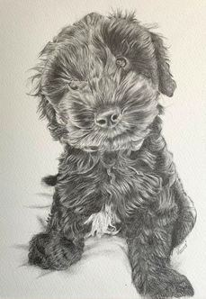 Graphite portrait of a fluffy dog with long fur