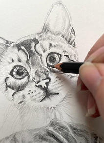 cat.jpeg