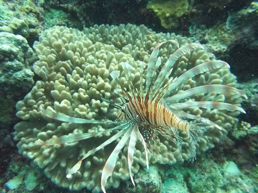 snorkeling tour in blu cave onna son okinawa . book you holiday at tropical surf house watersport ad