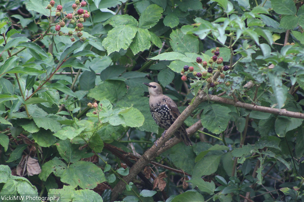 Bird 1