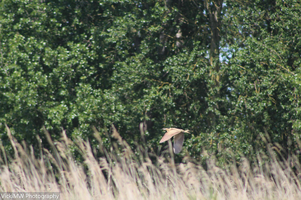 Lakenheath Fen 5