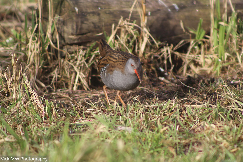 Lakenheath Fen 2