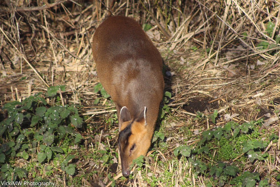 Lakenheath Fen