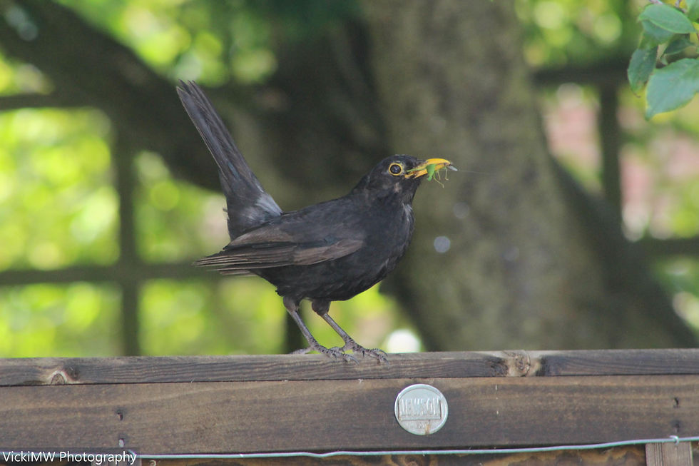 Bird 4