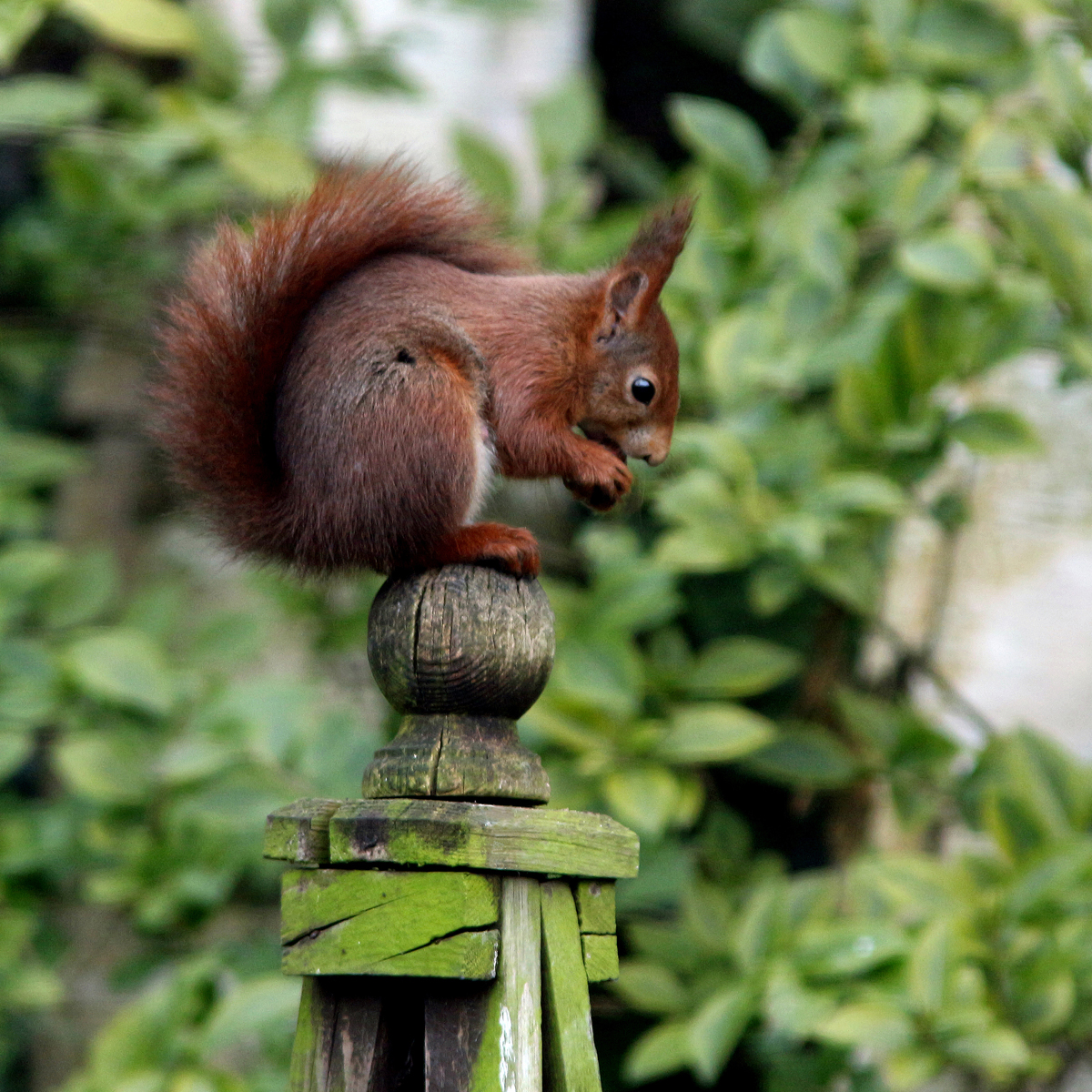 COL HC Perching Squirrel,Glynn Marsden