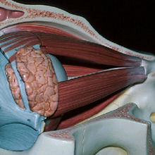 cranial neuropathy.jpg