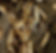 Subterranean Termites