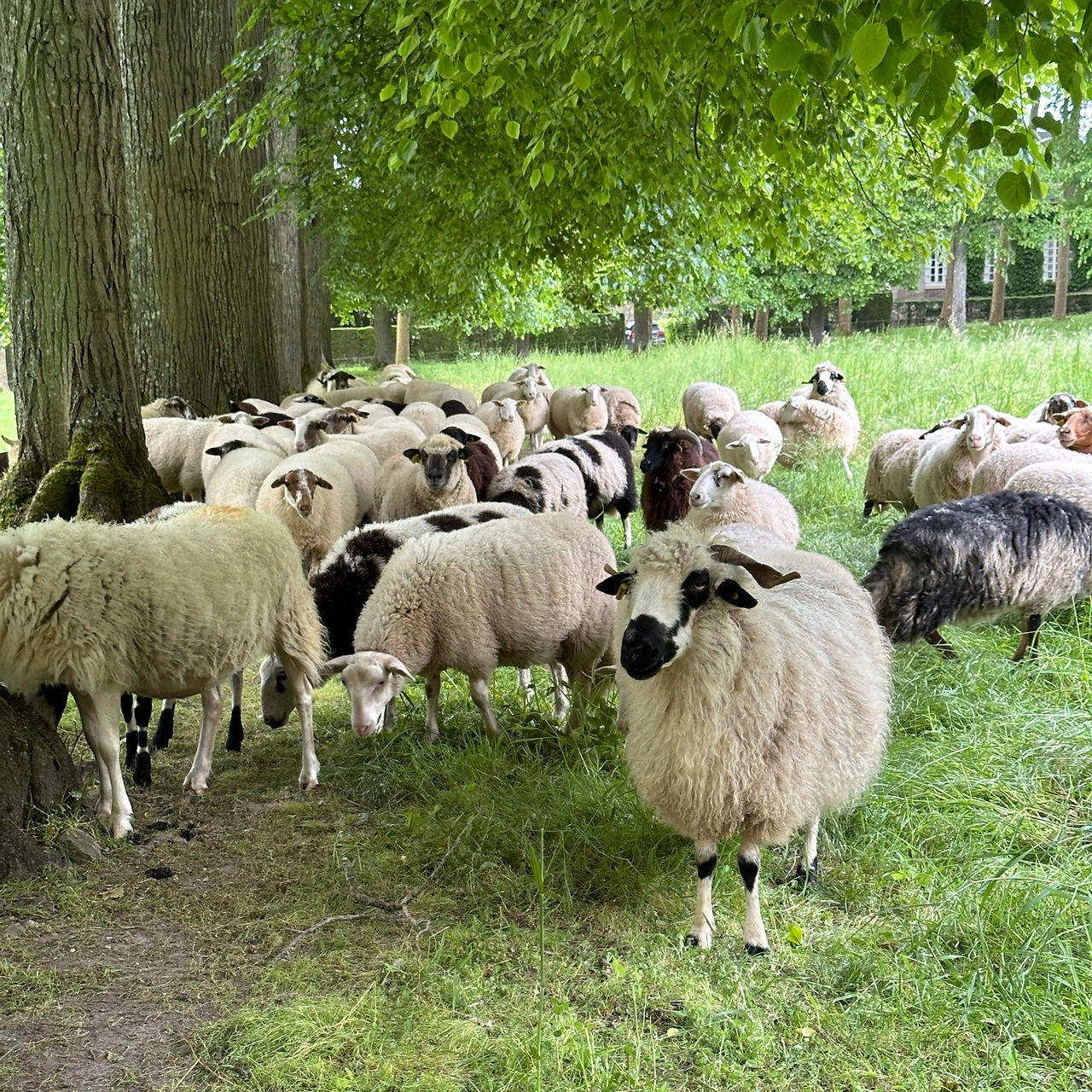 Sheep in the Pasture at Chateau de Courances