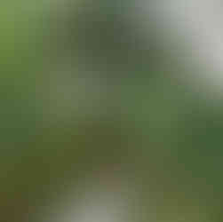 Arched stone tunnel entrance at Quinta da Regaleira in Sintra, Portugal, partially obscured by moss-covered rocks and surrounded by dense greenery. The passageway leads into the estate’s network of underground paths and grottoes.