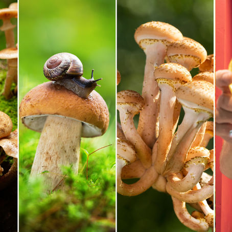 Mushroom Beer Takeover!