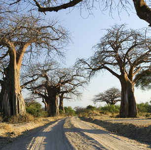 Ruaha Unveiled: Tanzania’s Best-Kept Safari Secret
