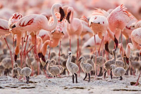 The perfect creche & breeding ground for the flamingos.