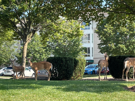 Considering Retirement?