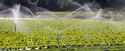 irrigation-system-action-vegetable-planting.jpg