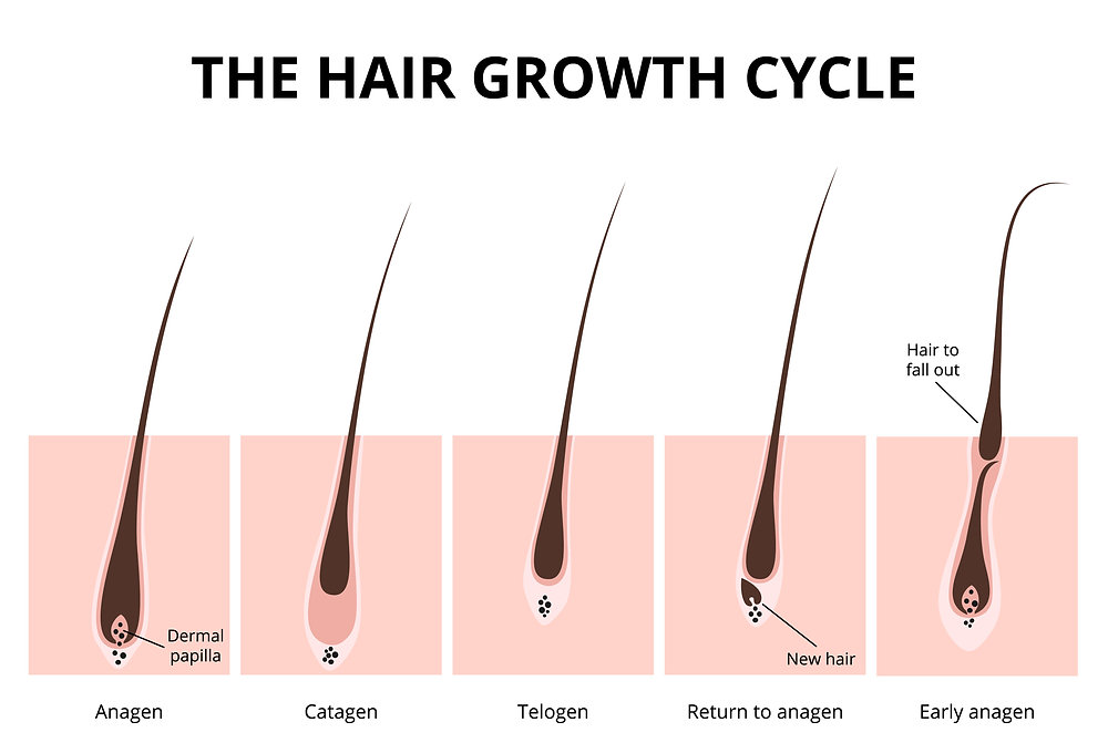 Does hair grow back thicker after shaving?