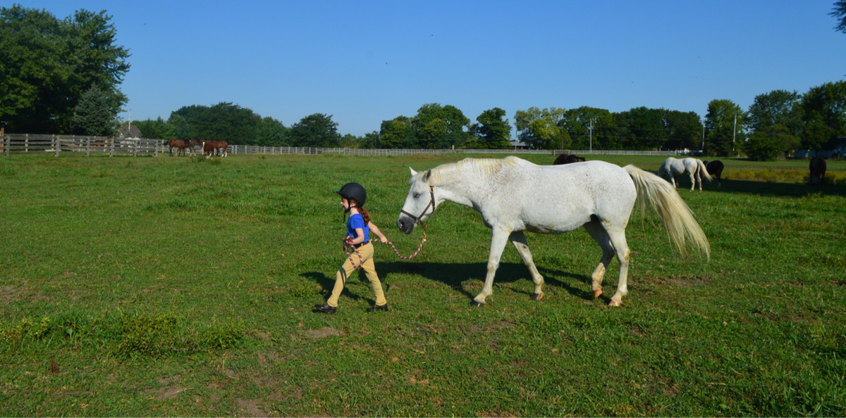 Limerick Lane Farm