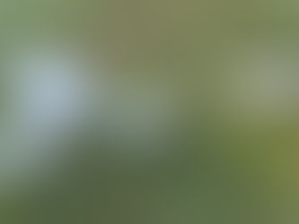 The Beltsville Small Whites are Growing Well