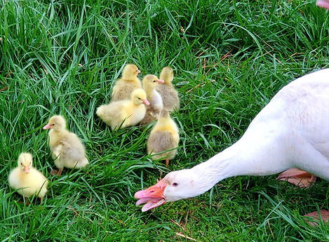 mixed breed hatch.jpg