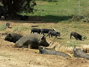 Keeping Hogs Healthy in Hot Weather