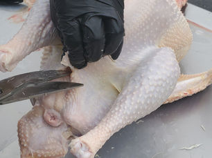 Turkey Processing Day