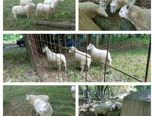 Arlo's Gone a Courtin'