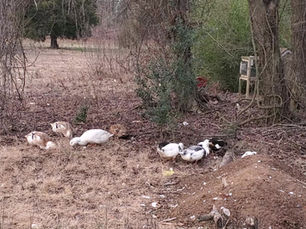 Hey Ducks - What's Under Those Leaves?