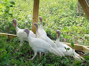 Learning More About Turkeys