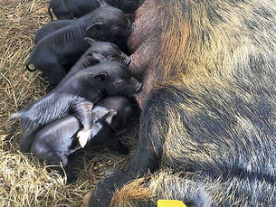 Dancer & Fred Litter Farrowed!