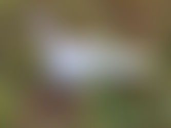 Fertile Eggs with no Tom Turkey?