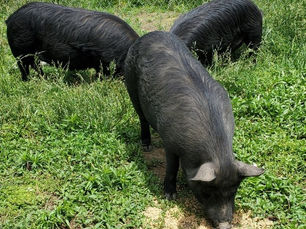 Fall 2020 Guinea Hog Breeding Groups