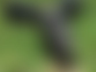 Fall 2020 Guinea Hog Breeding Groups