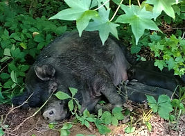 Eleanor in the woods with piglets.jpg