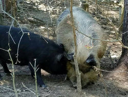 Sahib with Young Gilt